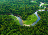 Plant for the Planet: Billion Trees Project