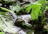 Dans l'eau qui miroite