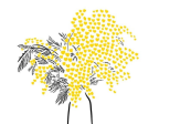 MimosAmour