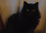Il re dei gatti .2