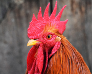 Crête-de-coq