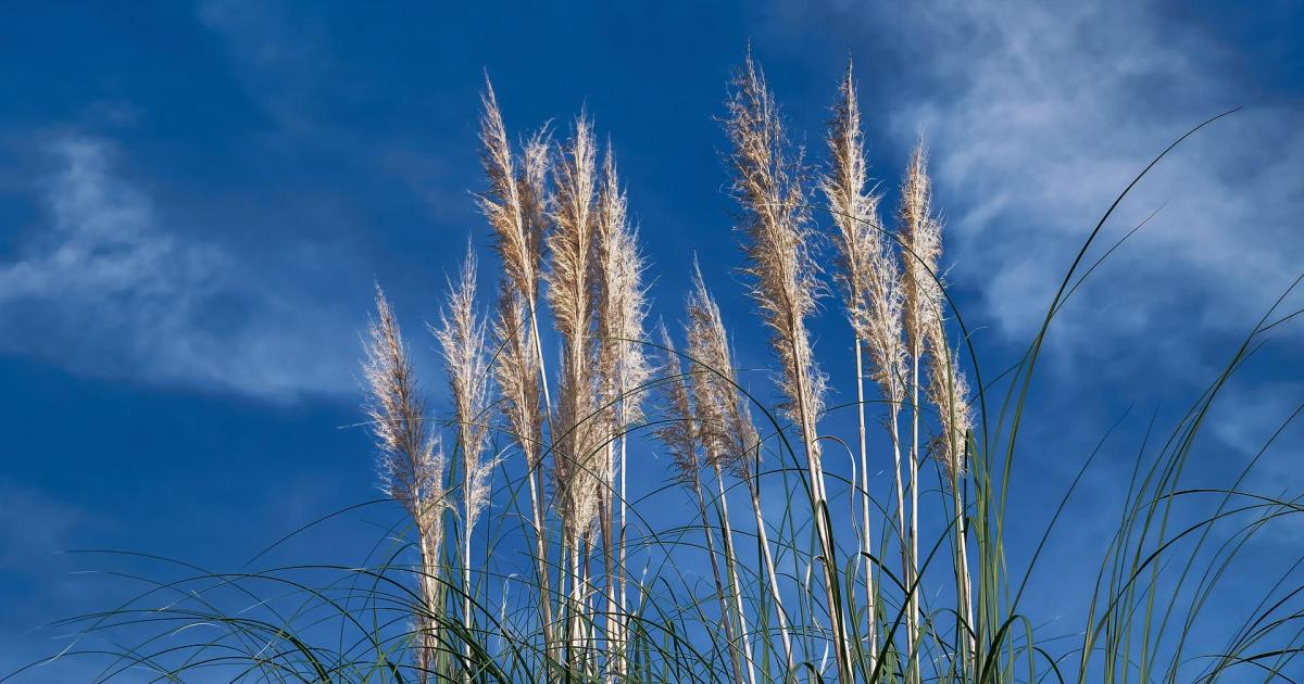 Réserve de la biosphère d'Urdaibai Vallée et estuaire de l'embouchure de Mundaka-Gernika