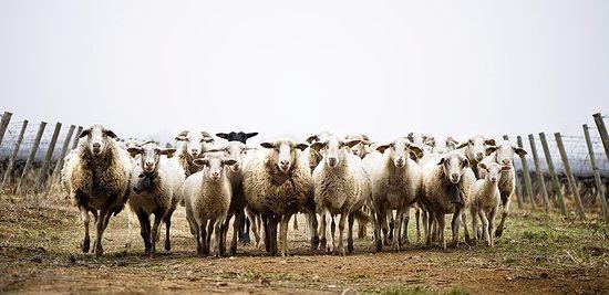 Désignes-moi un mouton