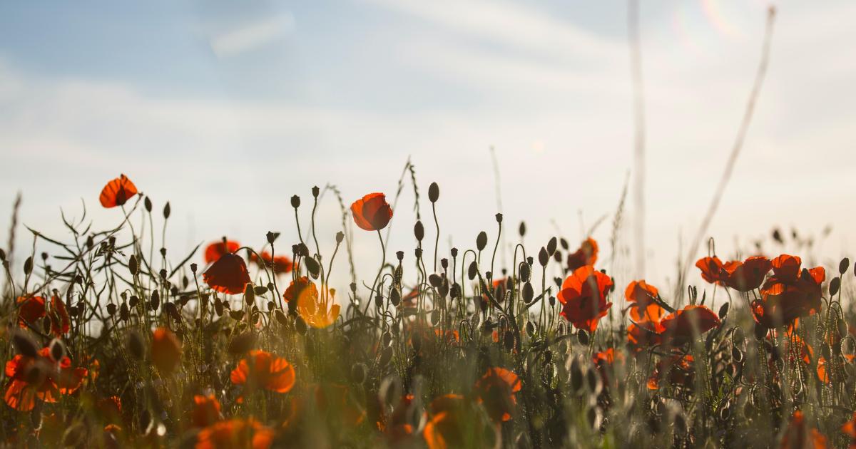 Armistice (08/05/2020)