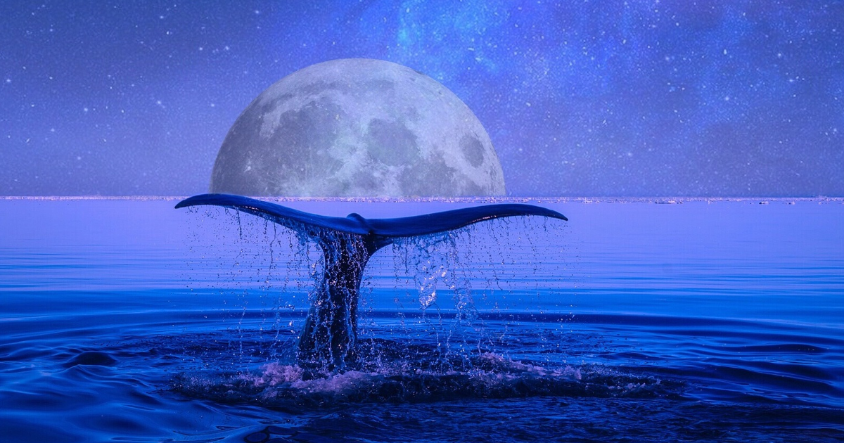 Les baleines bleues ...