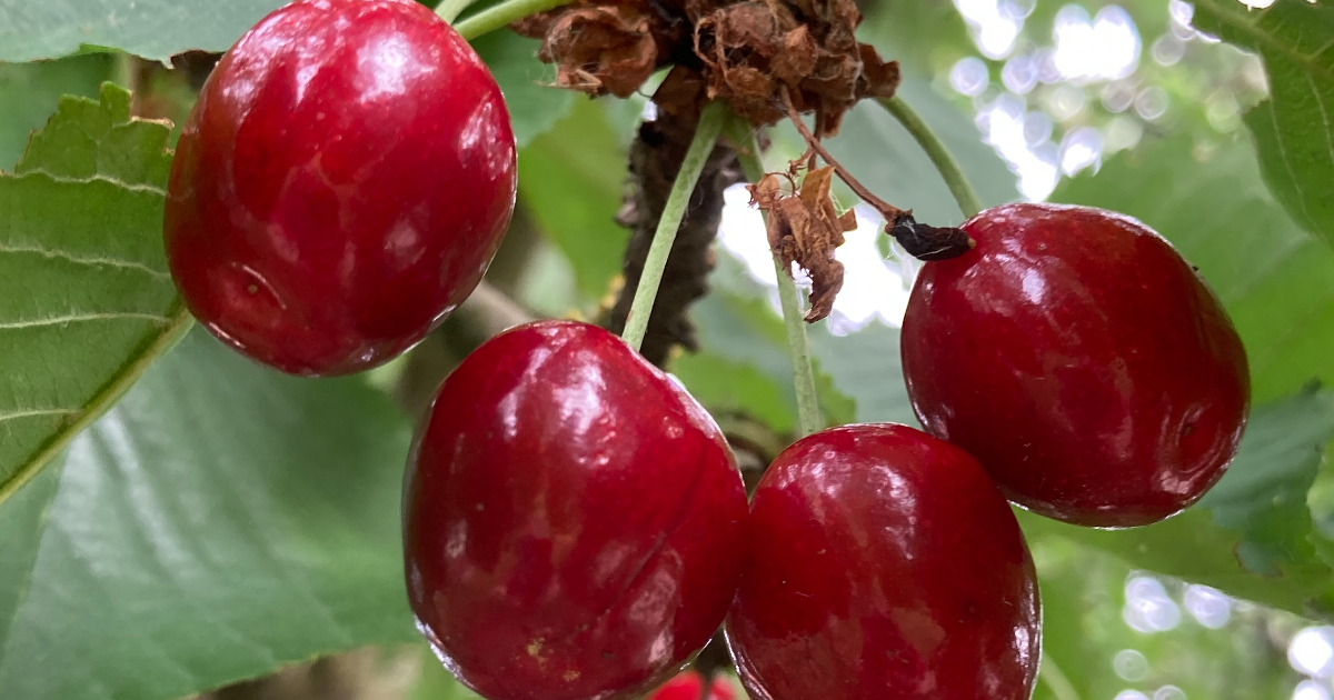 Les cerises de la joie et de l’amour