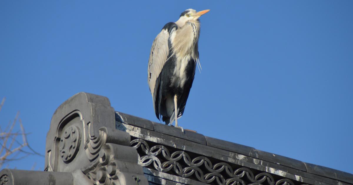 Regarder le gazouillis des oiseaux devant son smartphone : la nouvelle Résistance climatique ?