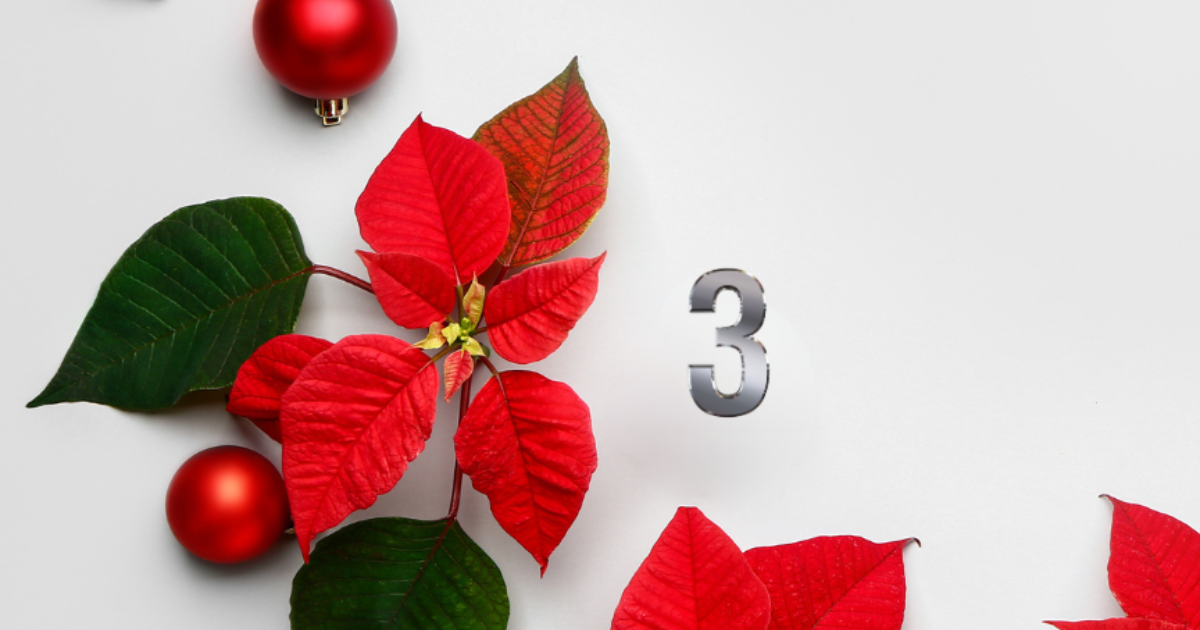 Jour 3 : La légende du Poinsettia