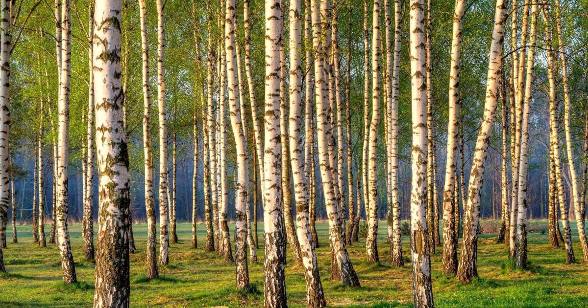 Soixante-quatre balais