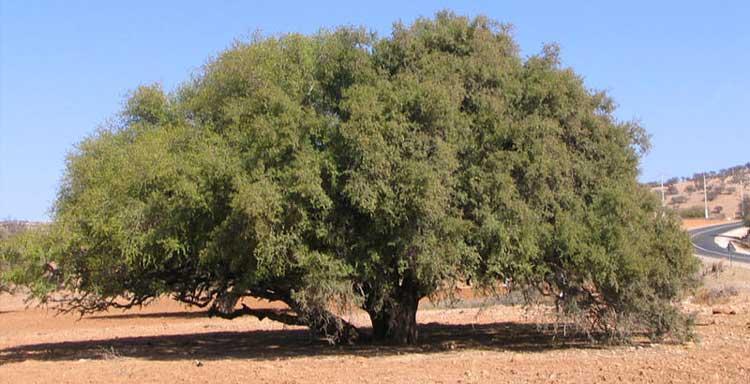 L'ARGANIER- l'arbre aux chèvres .....mais pas que