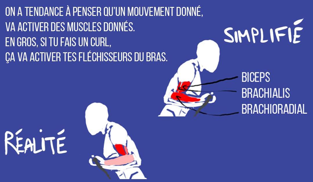 Les facteurs qui influencent ton activation musculaire