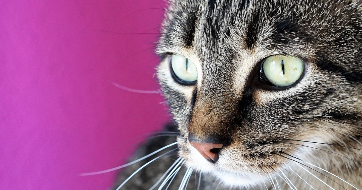 Le chat