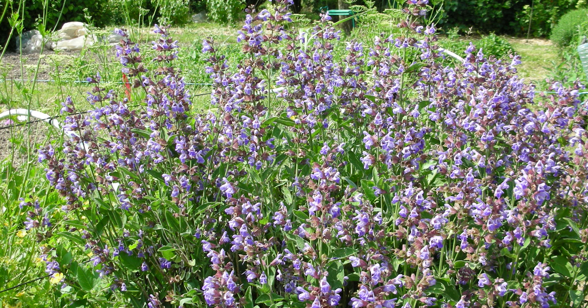 Quelque chose du printemps