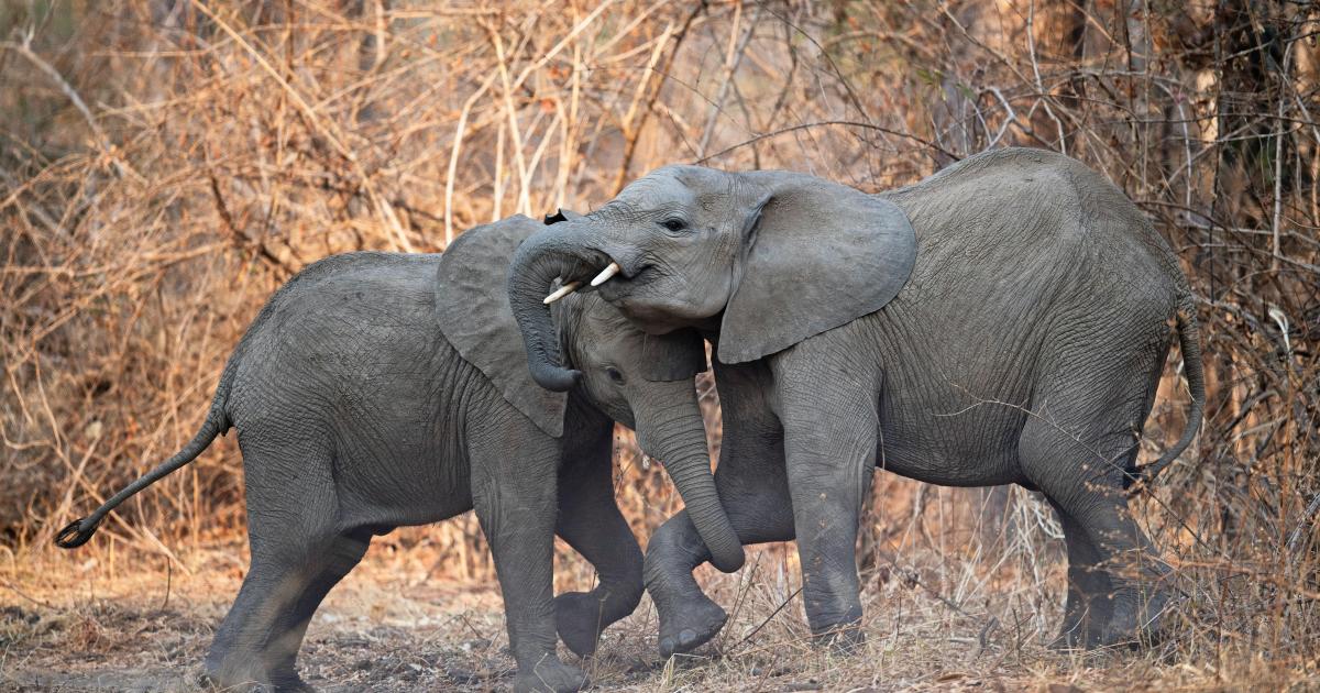 ENGAGEMENT POLITIQUE