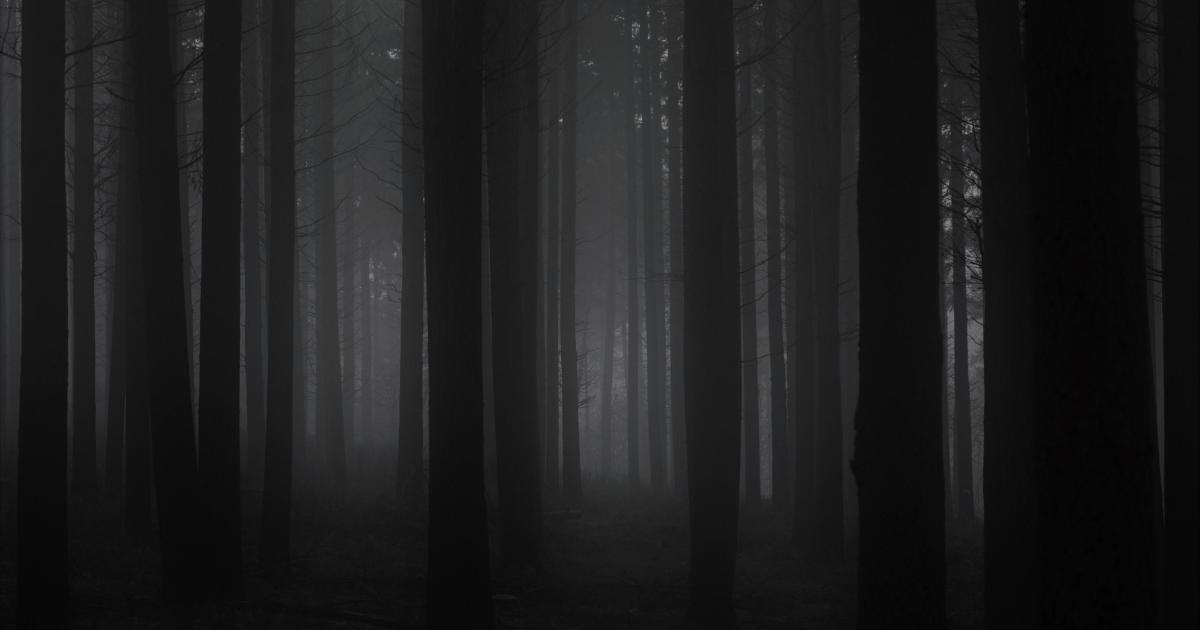 En forêt