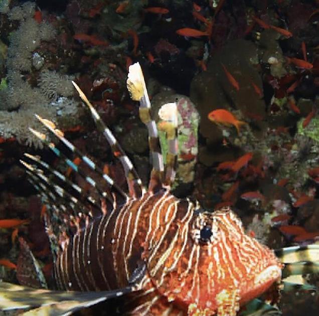 Le poisson lion et le système