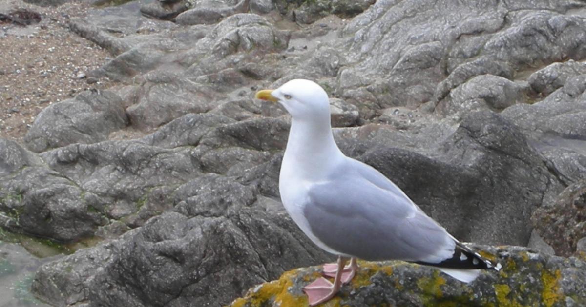 La Dame du Petit Bé