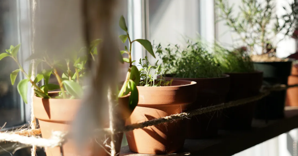 Step by Step Tips to Plant a Herb Garden