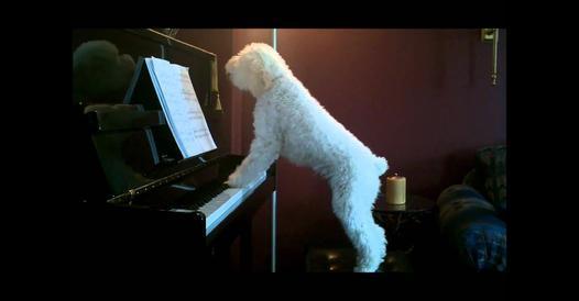 Dogs of a Huge Criminal Conspiracy