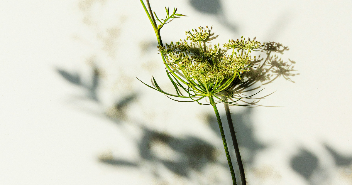 Arborescence d'essences
