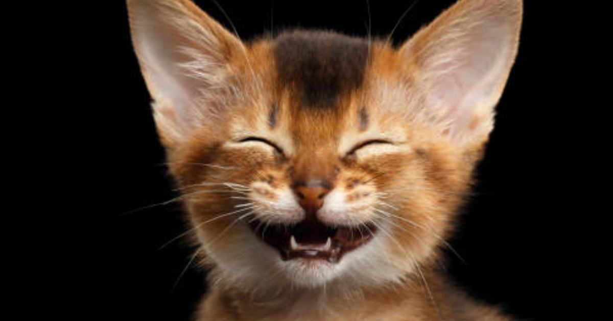 Sketch : “Racisme en direct – La télé et la chasse à l’homme”