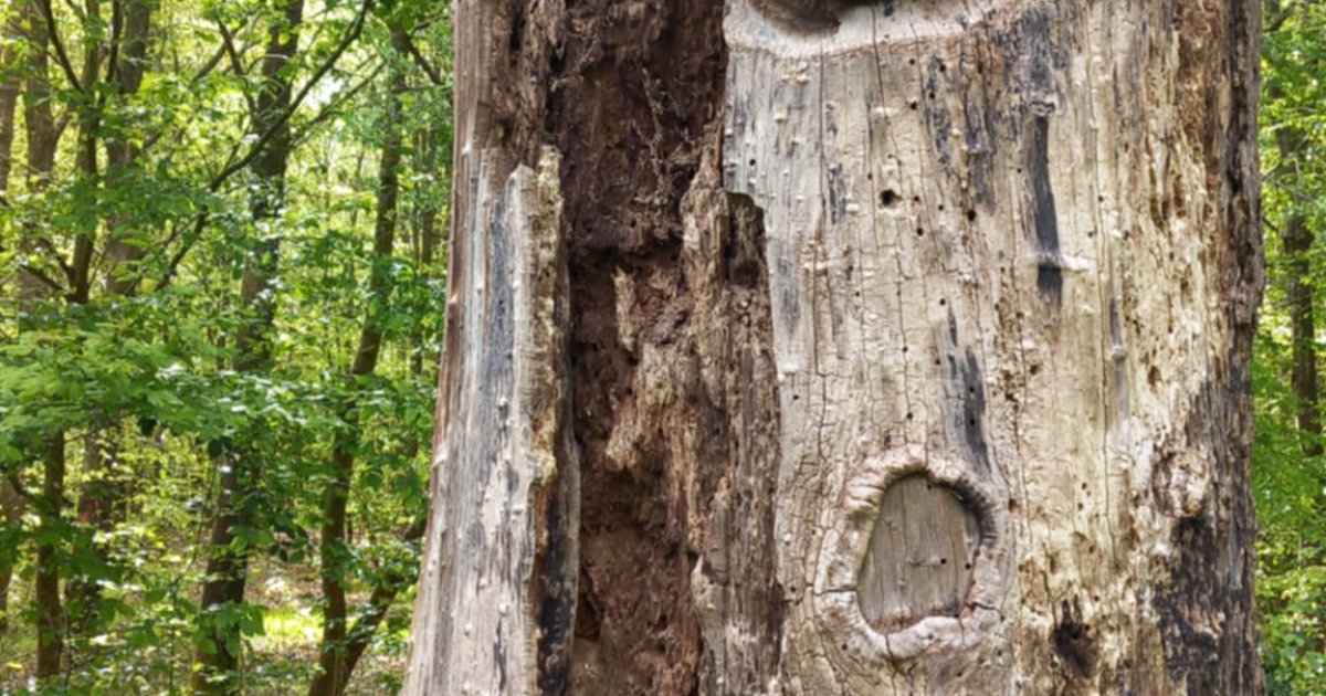 Sous l'écorce d'un Géant.