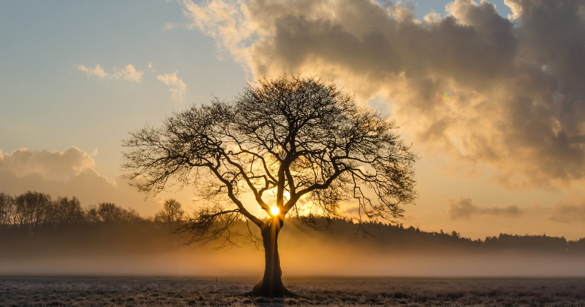 Le vieil arbre et le jeune homme