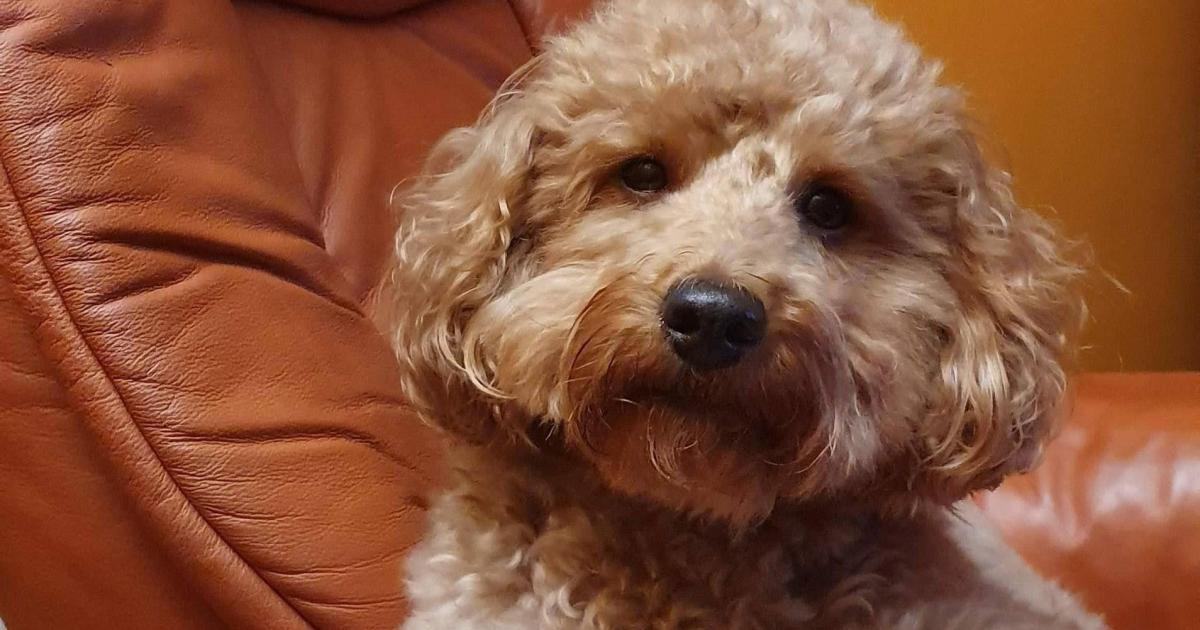 CHIEN.NE.S DE VIE : second confinement