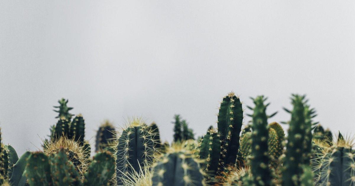 Dans la vie, il y a des cactus