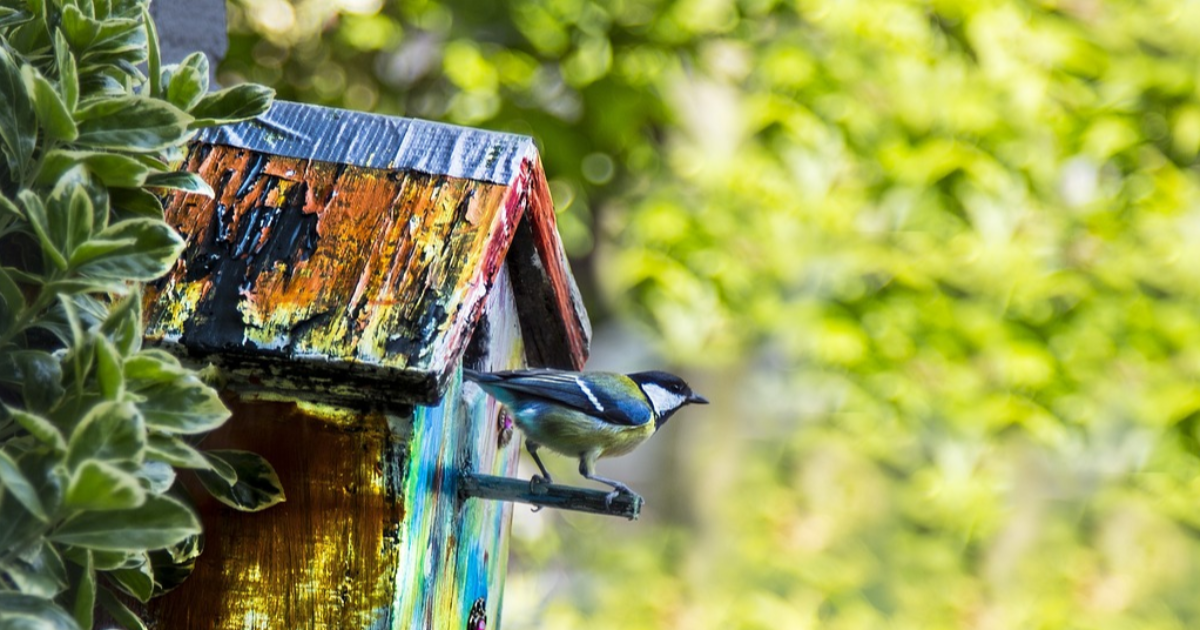Les ailes coupées ?