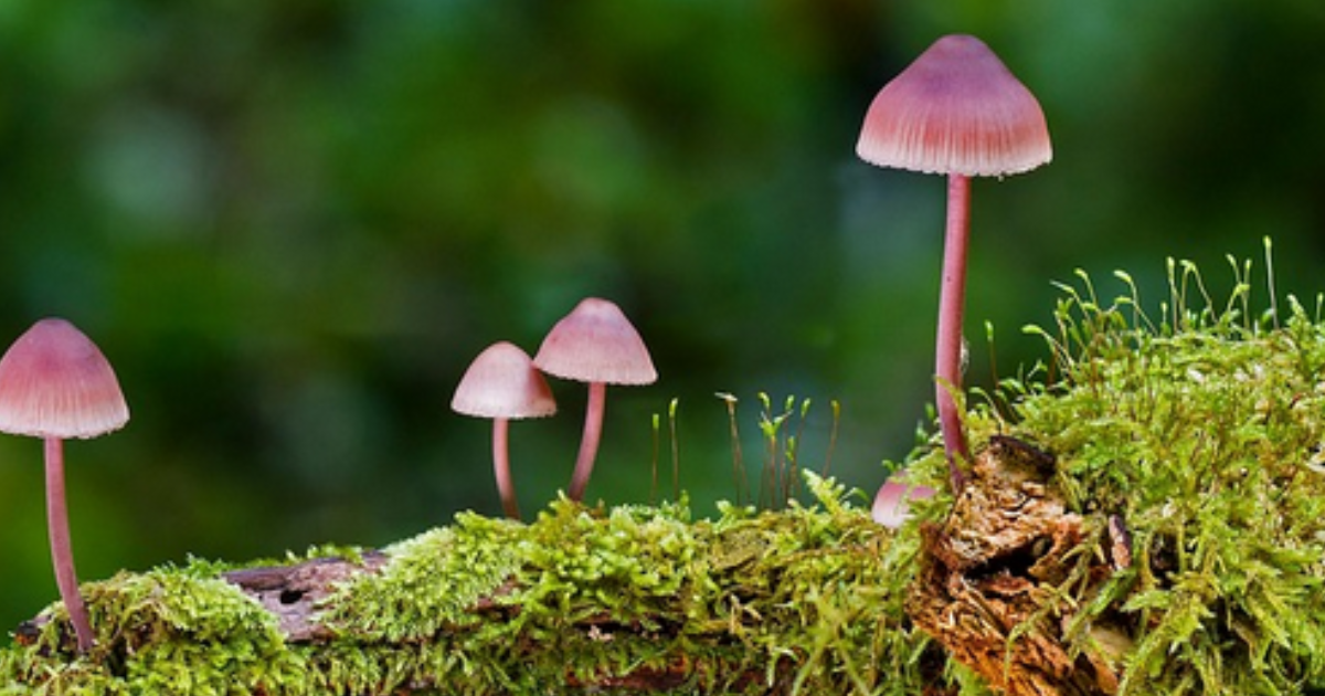 Un bien vilain Champignon