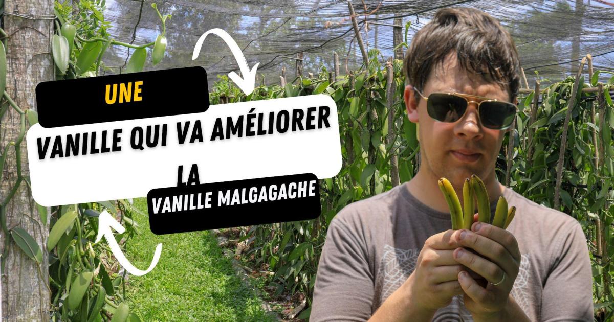 Le Brésil va révolutionner le monde de la vanille