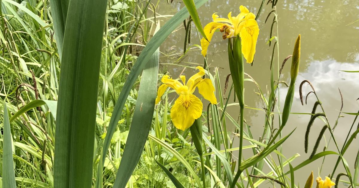 Le jardin du 24 Mai