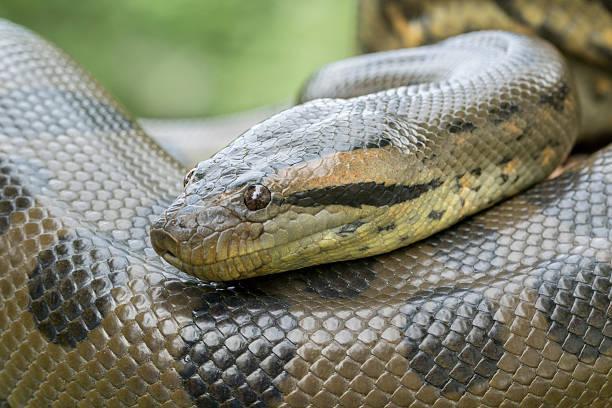 Écrire un texte avec les mots suivants :Anaconda, xylophone, yaourt, zéro, bobine, cauchemar, doryphore, écailler, facturer.