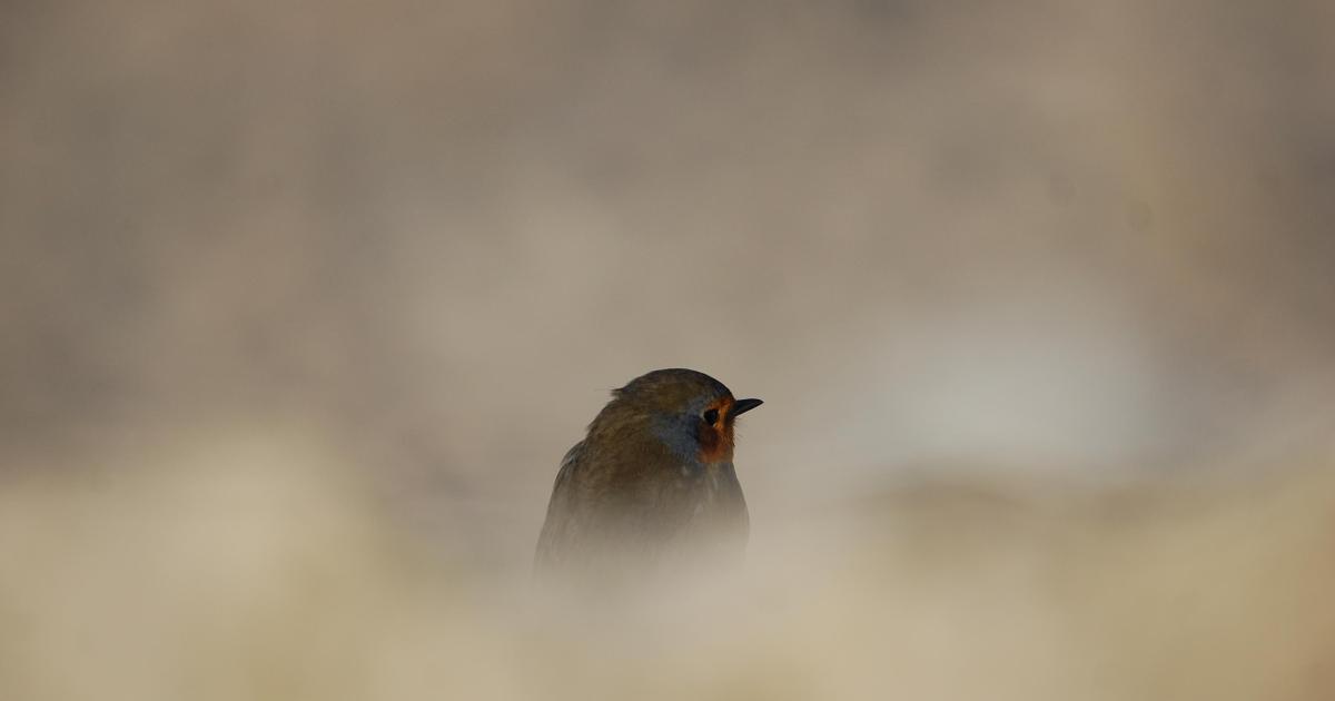 La légèreté perdue des chansons de Joe Dassin.