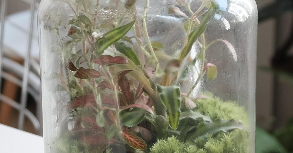 Terrarium - part 1