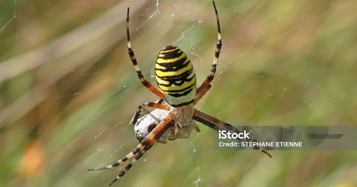 Haïku : REINE  EPEIRE