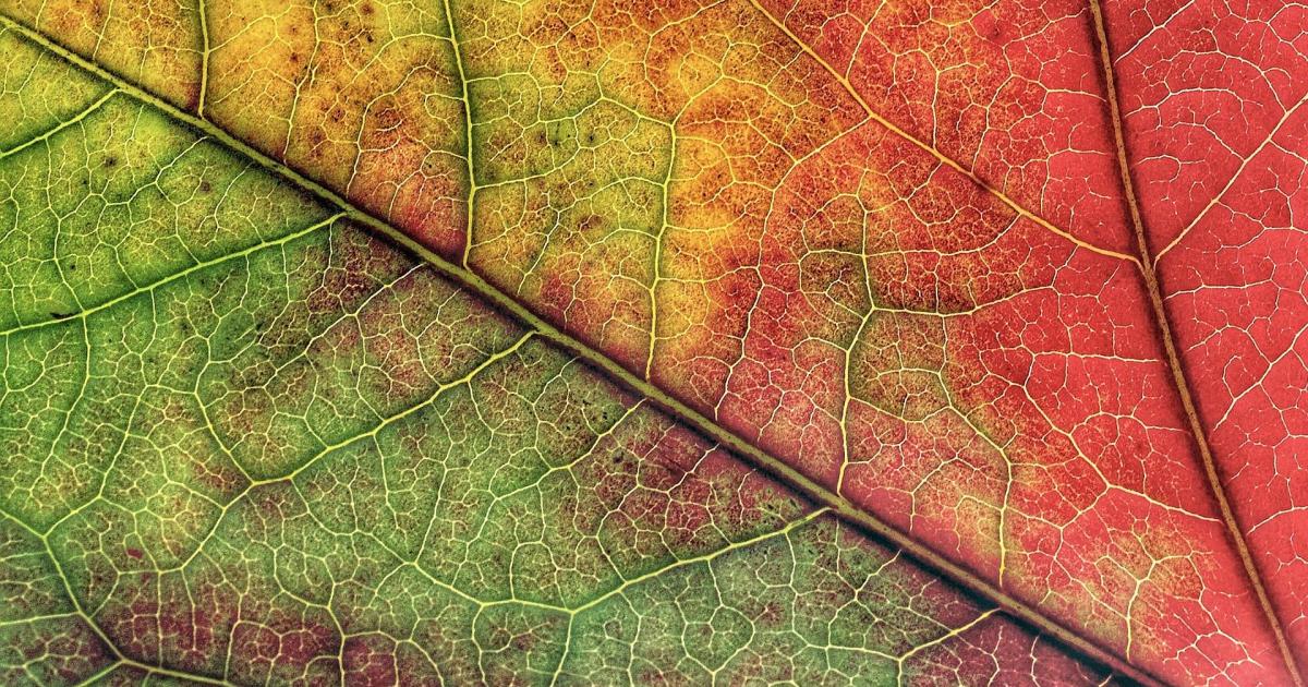 La feuille(Histoire de Tich-Nhat-Hanh - version de Patricia Gaillard)