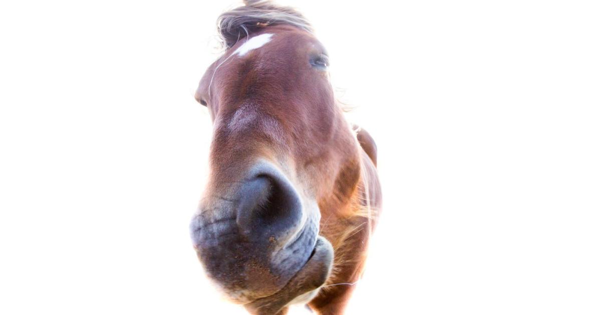 A la santé de nos échecs !