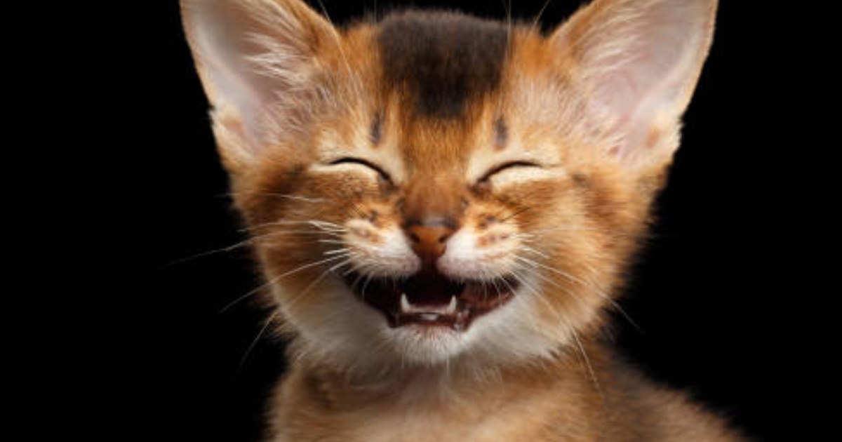 La déclaration Balfour un texte problématique ironisé