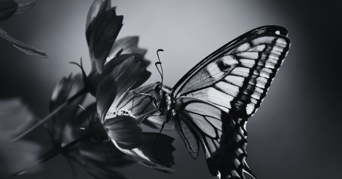 Episode 2 - La phrase aux papillons