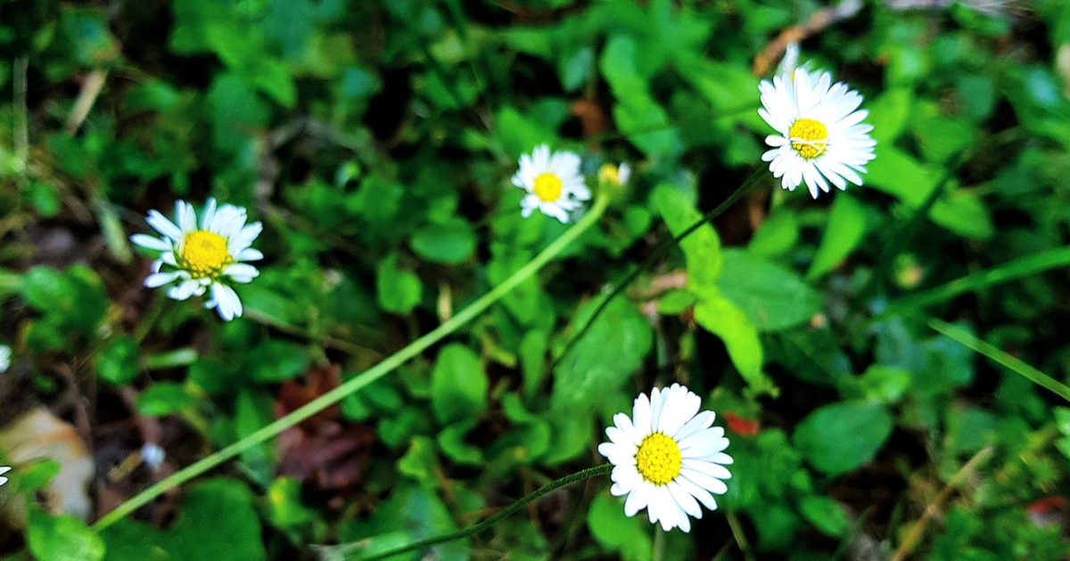 Chapitre 3 : Mission accomplie et danger inattendu...