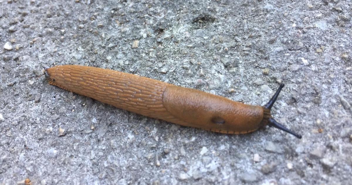 Le jardin du 3 Juillet