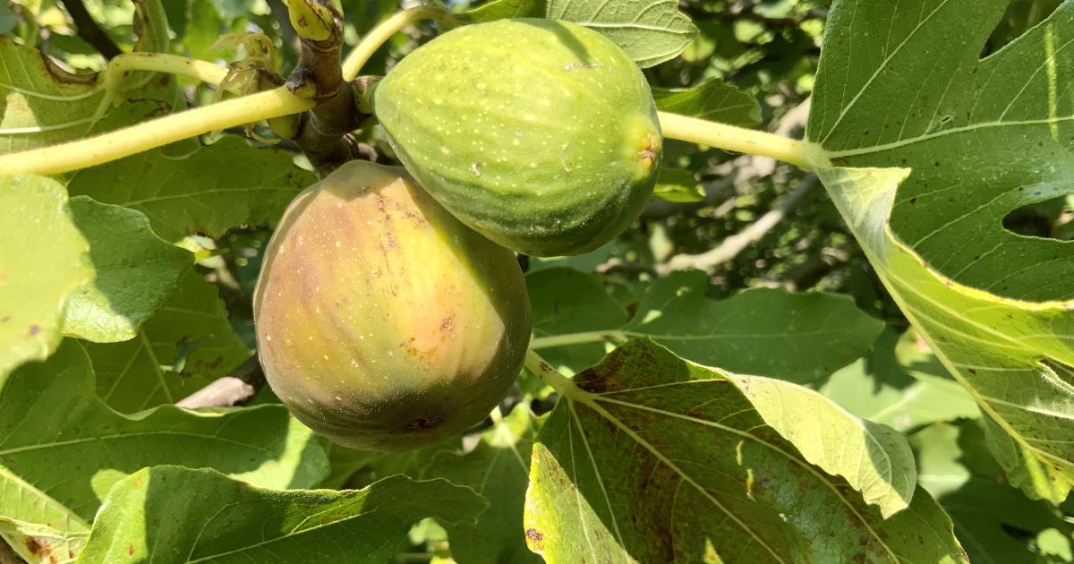 Le jardin du 14 Septembre 