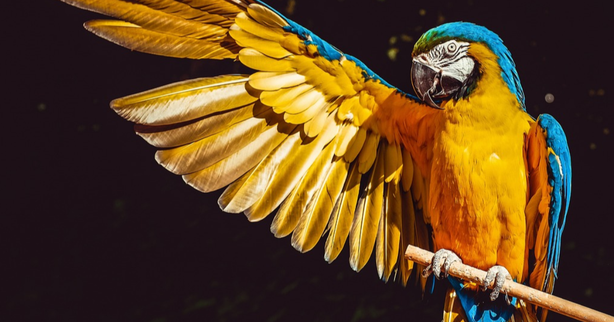 TRèS PORTRAiTS - YBP