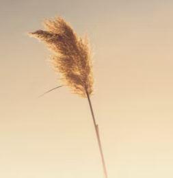 Auteure ? Ecrivaine ou simple fan de l'écriture ? 