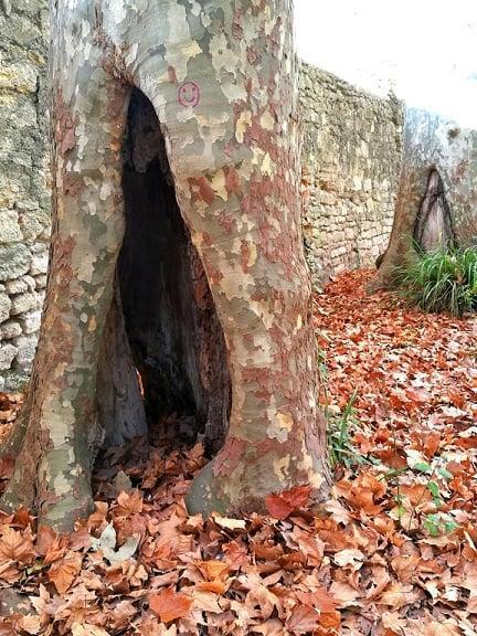 Toi mon arbre