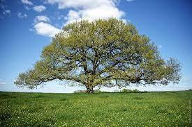Le chêne