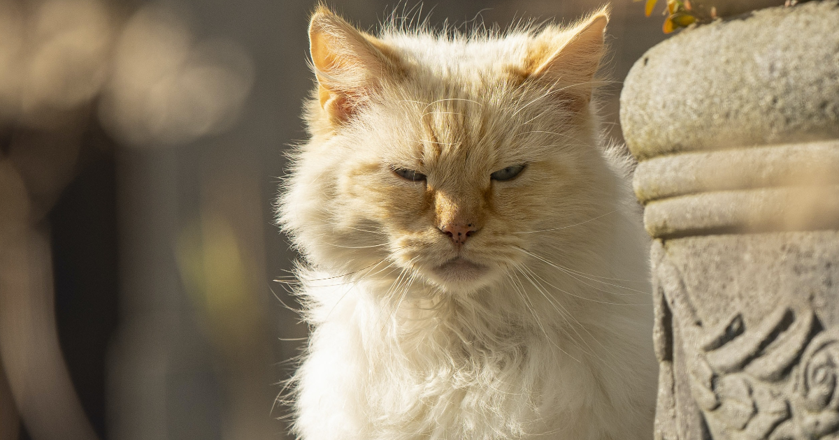 Chapitre 2/10 - Petit en-cas sur pattes