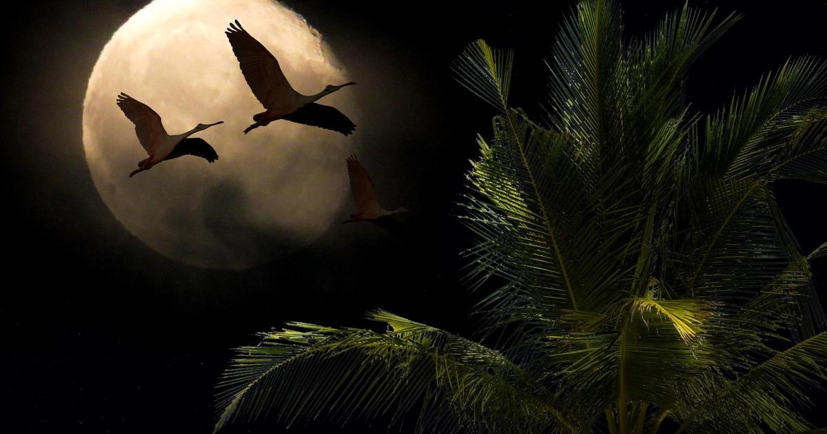 Nuit équatoriale